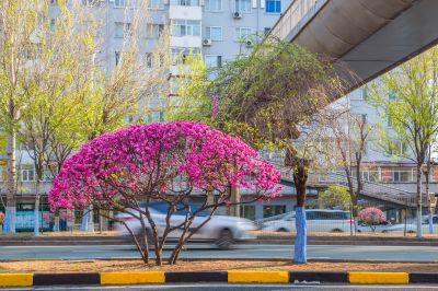 和兴路榆叶梅花开