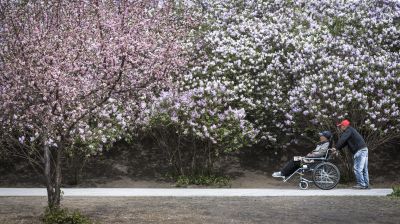 丁香花开