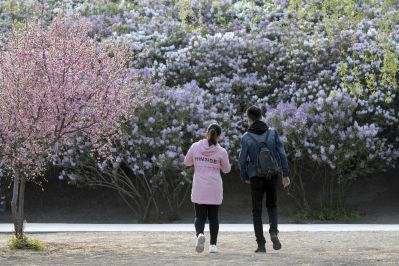 丁香花开