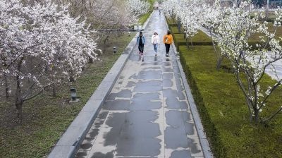 丁香花开