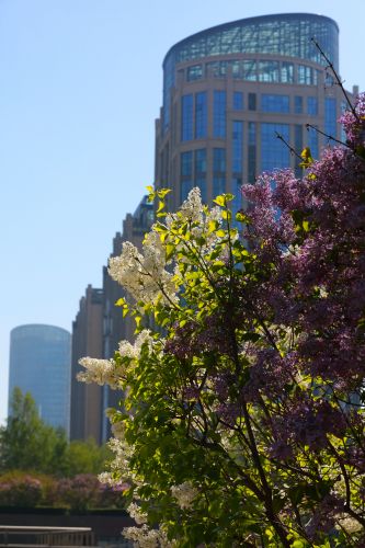 丁香花