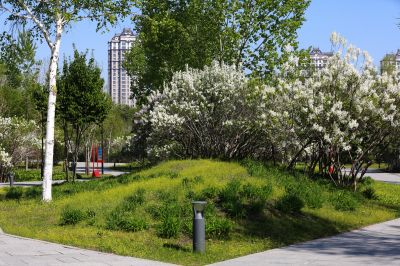 丁香花