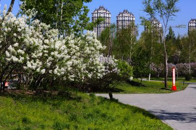 丁香花