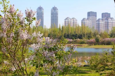 丁香花
