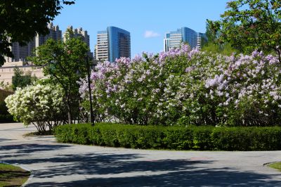 丁香花