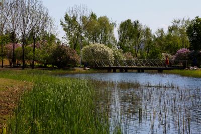 丁香花
