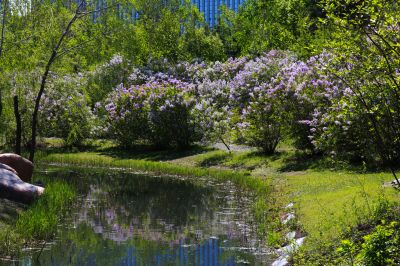 丁香花