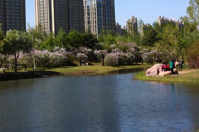 丁香花
