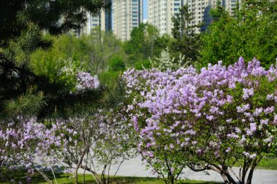 丁香花