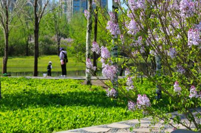 丁香花