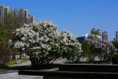 丁香花