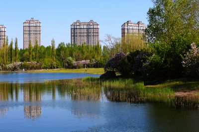 丁香花