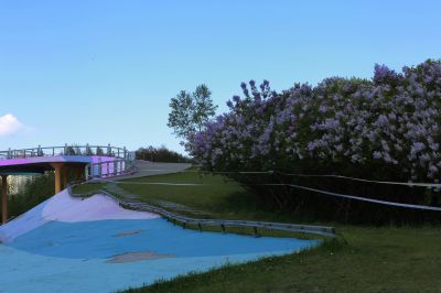 丁香花