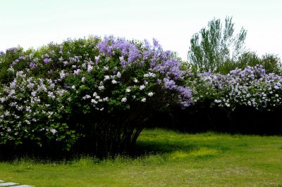 丁香花