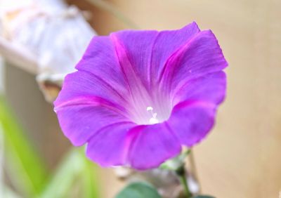 牵牛花