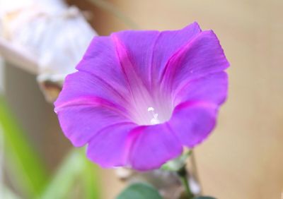 牵牛花