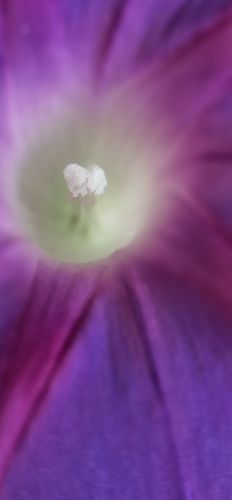 牵牛花