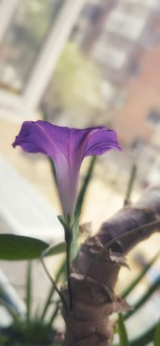 牵牛花