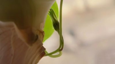 牵牛花