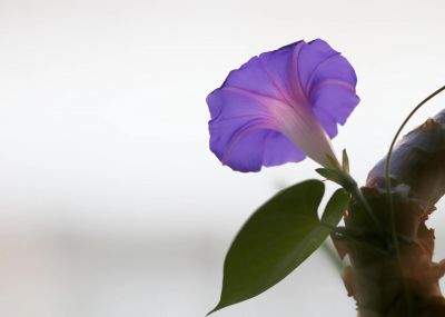 牵牛花