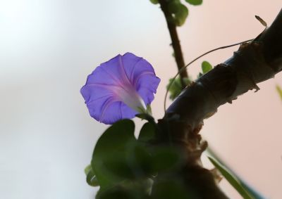 牵牛花