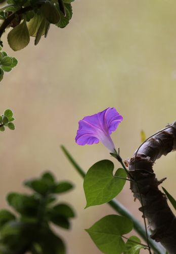 牵牛花