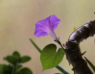 牵牛花