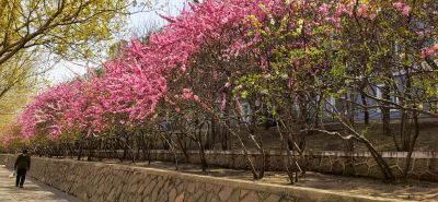 花香满城