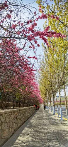 花香满城