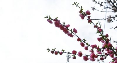 花香满城