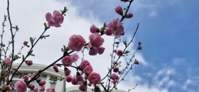 花香满城