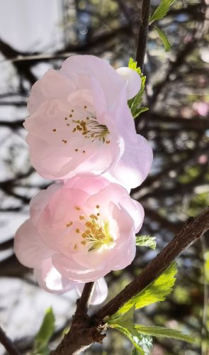 花香满城