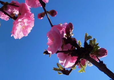 花香满城