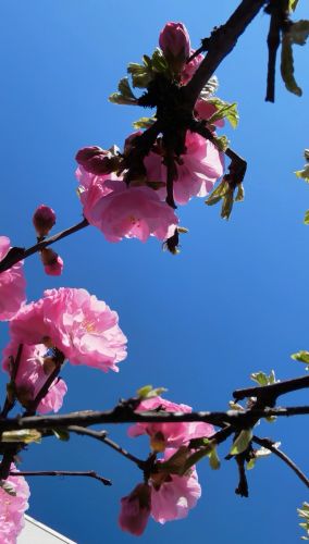 花香满城