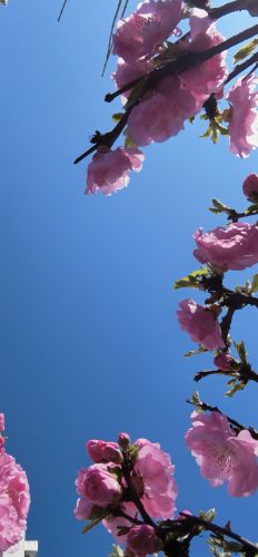 花香满城