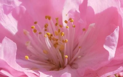 花香满城
