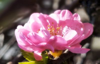 花香满城