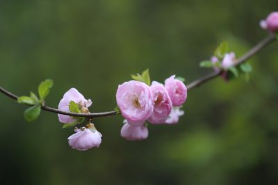 春季里花开