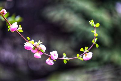 春季里花开