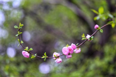 春季里花开