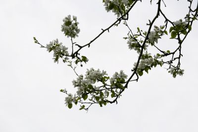 春季里花开