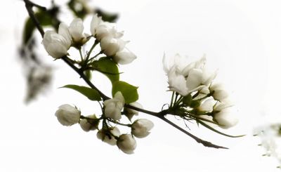 春季里花开