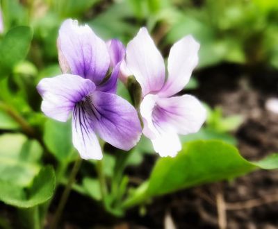 小花