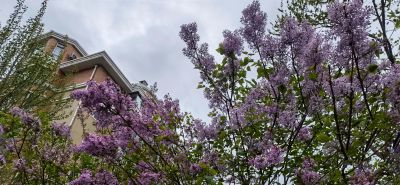 丁香花