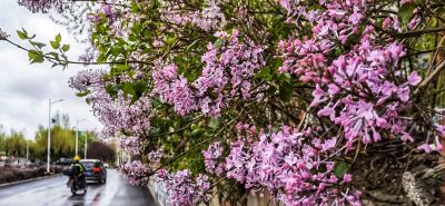 丁香花