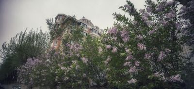 丁香花