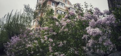 丁香花