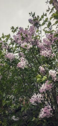 丁香花