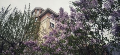 丁香花