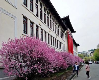 哈医大校园里的春色